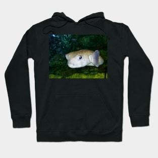 Pout Pout Fish Hoodie